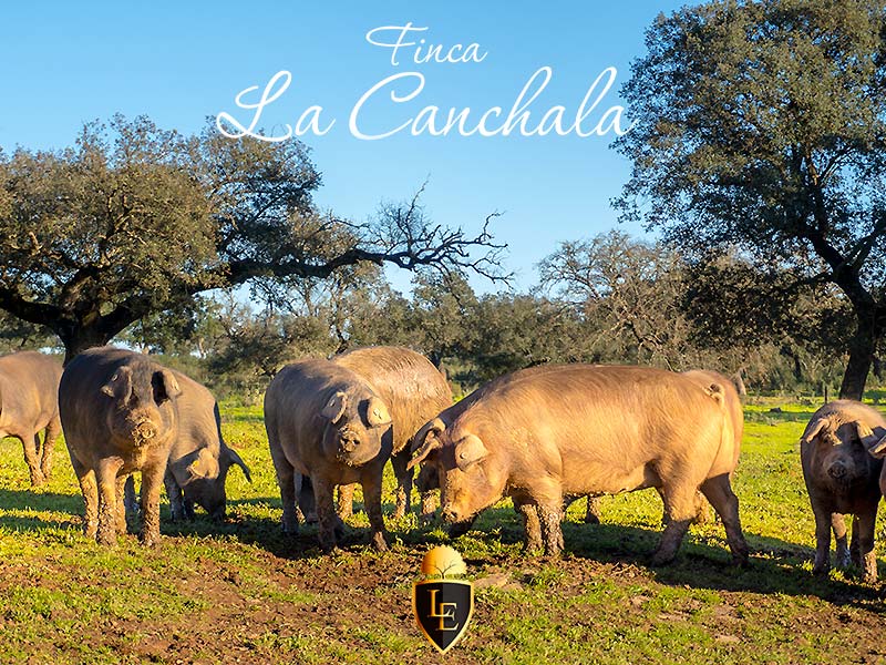 Cerdos Ibéricos en Finca La Canchala