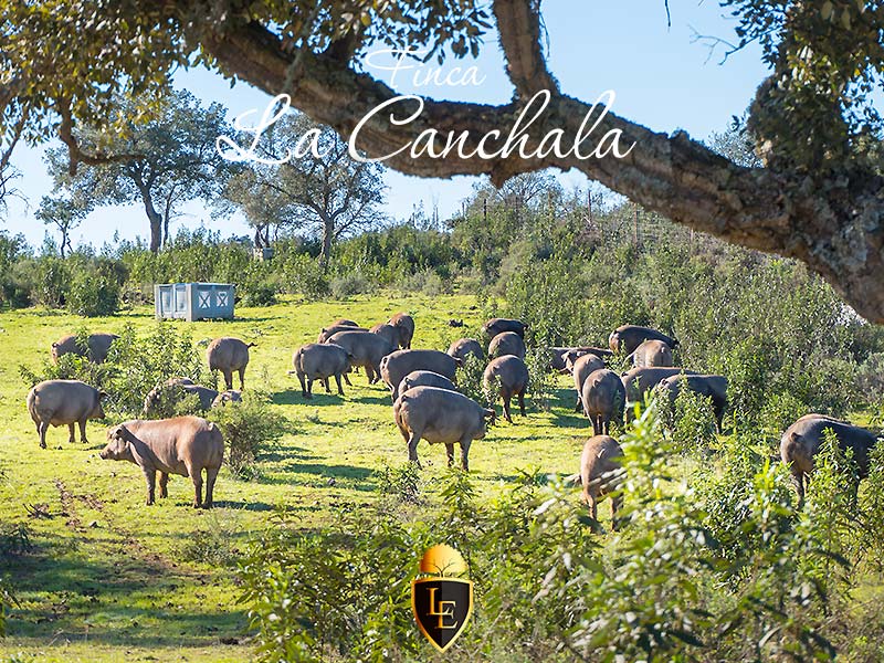 Cerdos en Finca La Canchala