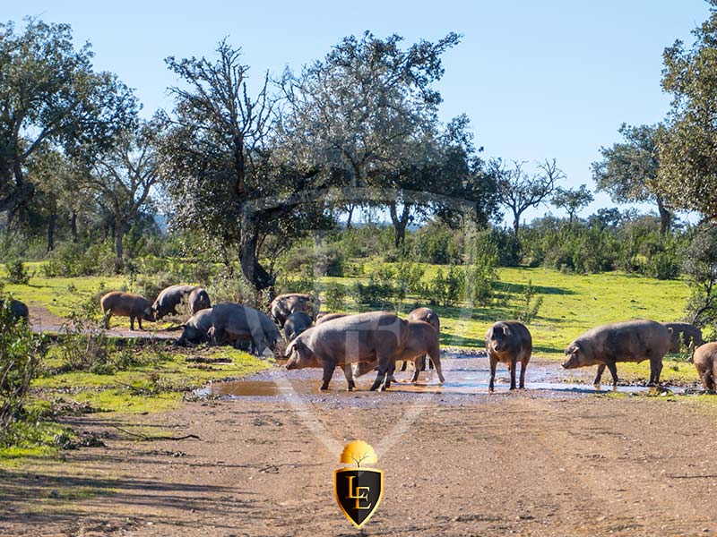 Cerdos Ibéricos en nuestra finca La Canchala